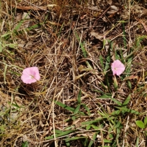 Convolvulus angustissimus subsp. angustissimus at Molonglo Valley, ACT - 26 Nov 2022 11:37 AM