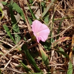 Convolvulus angustissimus subsp. angustissimus at Molonglo Valley, ACT - 26 Nov 2022 11:37 AM