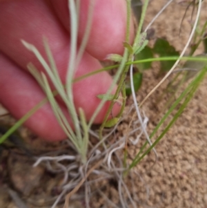 Leucochrysum albicans at Bungendore, NSW - 27 Nov 2022 06:48 PM