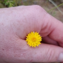 Leucochrysum albicans at Bungendore, NSW - 27 Nov 2022