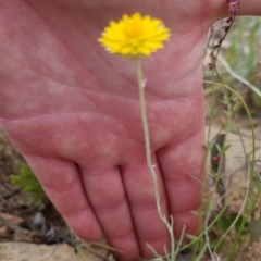 Leucochrysum albicans at Bungendore, NSW - 27 Nov 2022