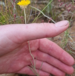 Leucochrysum albicans at Bungendore, NSW - 27 Nov 2022 06:48 PM