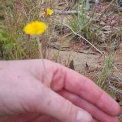 Leucochrysum albicans at Bungendore, NSW - 27 Nov 2022 06:48 PM