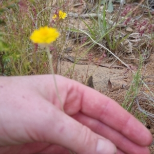 Leucochrysum albicans at Bungendore, NSW - 27 Nov 2022 06:48 PM