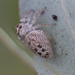 Opisthoncus sexmaculatus (Six-marked jumping spider) at Hawker, ACT - 27 Nov 2022 by AlisonMilton