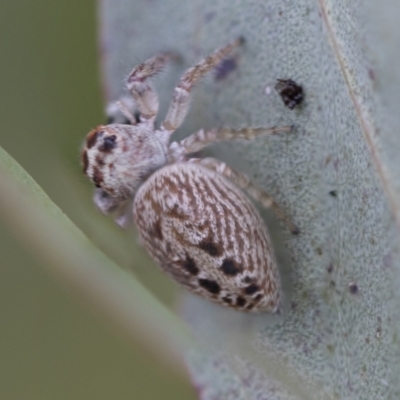 Opisthoncus sexmaculatus (Six-marked jumping spider) at Hawker, ACT - 27 Nov 2022 by AlisonMilton