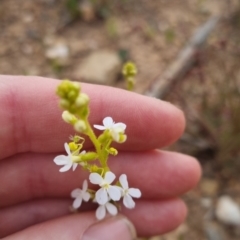 Stylidium graminifolium (grass triggerplant) at Bungendore, NSW - 27 Nov 2022 by clarehoneydove