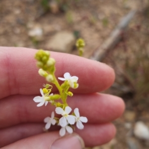 Stylidium graminifolium at Bungendore, NSW - 27 Nov 2022