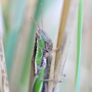 Bermius brachycerus at Melba, ACT - 18 Mar 2022