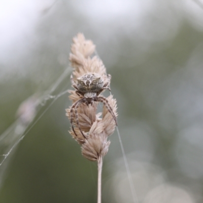 Backobourkia brounii (Broun's orb weaver) at Melba, ACT - 18 Mar 2022 by naturedude