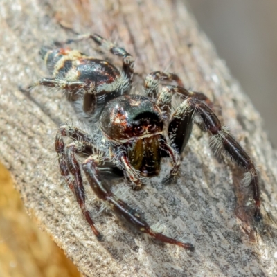 Sandalodes superbus (Ludicra Jumping Spider) at Forde, ACT - 23 Mar 2022 by naturedude