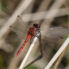 Diplacodes bipunctata (Wandering Percher) at Forde, ACT - 27 Nov 2022 by naturedude