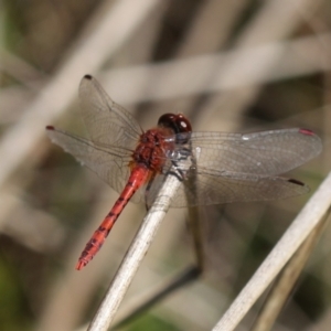 Diplacodes bipunctata at Forde, ACT - 27 Nov 2022