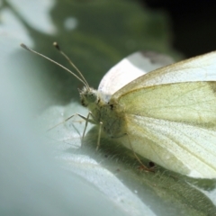 Pieris rapae (Cabbage White) at Melba, ACT - 27 Mar 2022 by naturedude