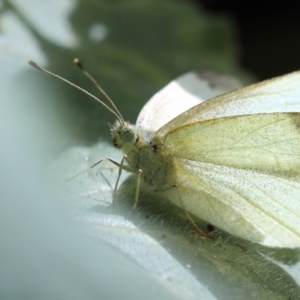 Pieris rapae at Melba, ACT - 27 Mar 2022 02:03 PM