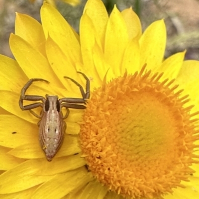 Runcinia acuminata (Pointy Crab Spider) at Ainslie, ACT - 27 Nov 2022 by Pirom