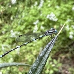 Austrolestes leda at Ainslie, ACT - 27 Nov 2022 03:49 PM