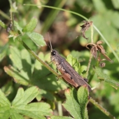 Phaulacridium vittatum at Uriarra, NSW - 17 Apr 2022