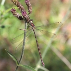 Synlestes weyersii (Bronze Needle) at Uriarra, NSW - 17 Apr 2022 by naturedude