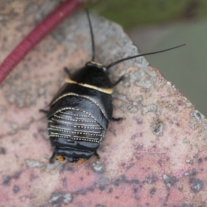 Ellipsidion australe at Hawker, ACT - 27 Nov 2022