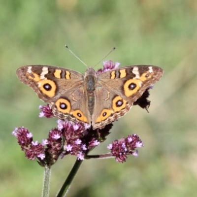 Junonia villida (Meadow Argus) at Uriarra, NSW - 27 Nov 2022 by naturedude