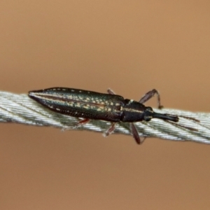 Rhinotia sp. (genus) at Moruya, NSW - suppressed
