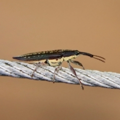 Rhinotia sp. (genus) at Moruya, NSW - suppressed