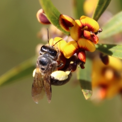 Leioproctus sp. (genus) (Plaster bee) at Mongarlowe River - 26 Nov 2022 by LisaH