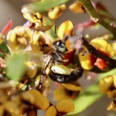 Leioproctus sp. (genus) at Mongarlowe, NSW - 26 Nov 2022