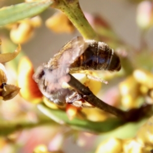 Leioproctus sp. (genus) at Mongarlowe, NSW - 26 Nov 2022