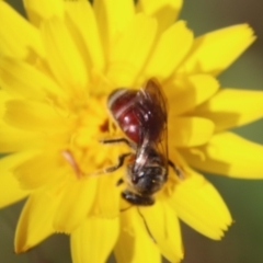 Lasioglossum (Parasphecodes) sp. (genus & subgenus) (Halictid bee) at Mongarlowe, NSW - 26 Nov 2022 by LisaH