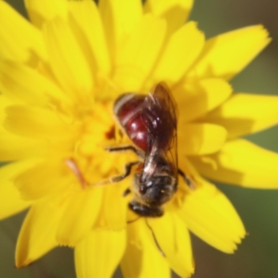 Lasioglossum (Parasphecodes) sp. (genus & subgenus) (Halictid bee) at Mongarlowe River - 26 Nov 2022 by LisaH