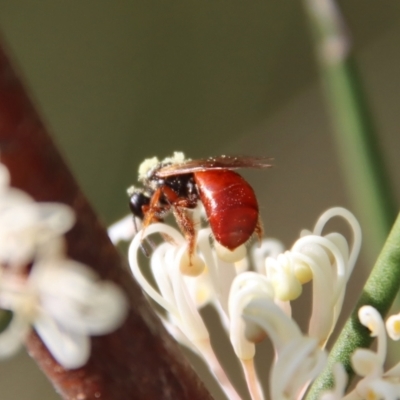 Exoneura sp. (genus) (A reed bee) at Mongarlowe River - 26 Nov 2022 by LisaH