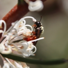 Exoneura sp. (genus) at Mongarlowe, NSW - suppressed