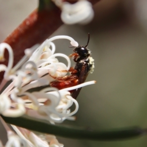 Exoneura sp. (genus) at Mongarlowe, NSW - suppressed