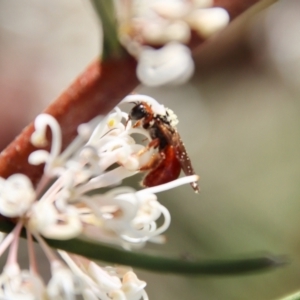 Exoneura sp. (genus) at Mongarlowe, NSW - 26 Nov 2022