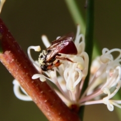 Exoneura sp. (genus) at Mongarlowe, NSW - 26 Nov 2022