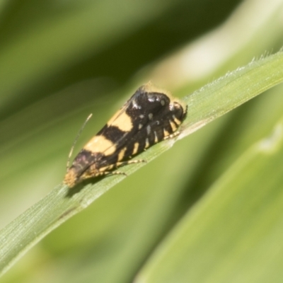 Glyphipterix chrysoplanetis (A Sedge Moth) at Higgins, ACT - 26 Nov 2022 by AlisonMilton