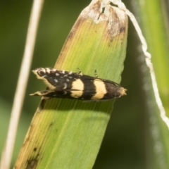 Glyphipterix chrysoplanetis at Higgins, ACT - 27 Nov 2022