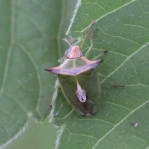 Cuspicona sp. (genus) at Melba, ACT - 27 Nov 2022 10:05 PM