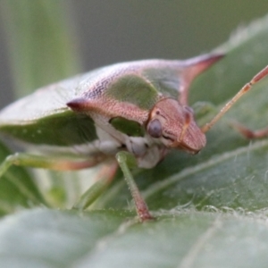 Cuspicona sp. (genus) at Melba, ACT - 27 Nov 2022 10:05 PM