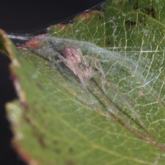 Cheiracanthium sp. (genus) at Melba, ACT - 7 Jul 2022