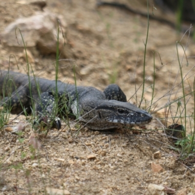 Varanus rosenbergi (Heath or Rosenberg's Monitor) at Booth, ACT - 26 Nov 2022 by HaukeKoch