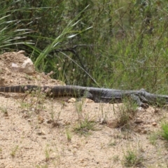 Varanus rosenbergi at Booth, ACT - 27 Nov 2022