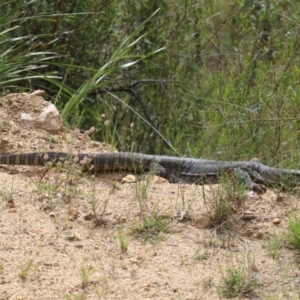 Varanus rosenbergi at Booth, ACT - 27 Nov 2022