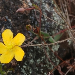 Hypericum gramineum at Molonglo Valley, ACT - 26 Nov 2022