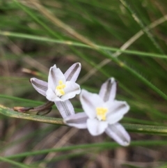 Caesia parviflora (Pale Grass-lily) at Lower Boro, NSW - 27 Nov 2022 by mcleana