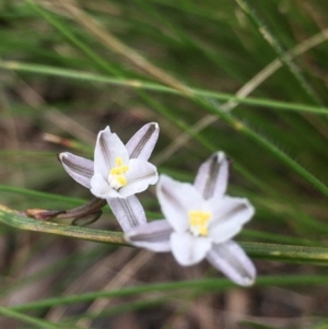 Caesia parviflora at Lower Boro, NSW - 27 Nov 2022 03:55 PM