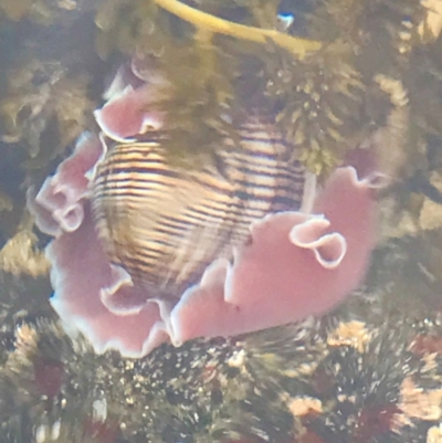 Hydatina physis (Brown-line Paperbubble) at Broulee, NSW - 27 Nov 2022 by MattFox