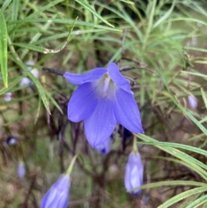 Wahlenbergia sp. at Kowen, ACT - 28 Nov 2022